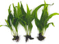 3 Aquatic Plants Bundle | Live Plants for Freshwater Aquariums (3 X Microsorum Java Fern Plants)