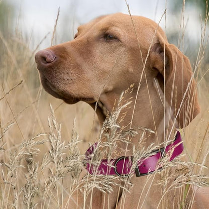 Dogline Biothane Waterproof Dog Collar Strong Coated Nylon Webbing with Black Hardware Odor- Proof for Easy Care Easy to Clean High Performance Fits Small Medium or Large Dogs, Magenta Pink