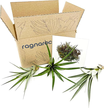Air Plants - Tillandsia Fasciculata Tricolor, Large 4-6" - 3ct - Live Arrival Guaranteed - House Plants for Home Decor & Gift