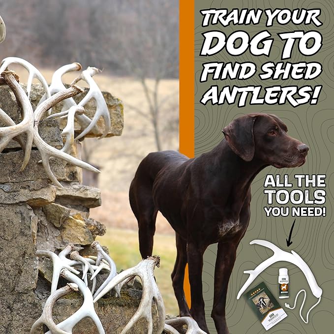 DogBone Shed Hunting Dog Training Kit – Train Your Puppy to Find Deer Antlers - Includes 2 oz Scent for Nosework & Flexible Floating Dummy for Retrieving - Perfect for Whitetail Hunters