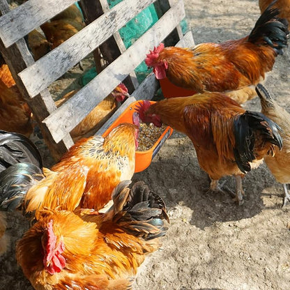 Goovilla Chicken Feeder Waterer, Hanging or Screw-in Fence Feeder with Clips, 2 Pack 5 Quart Goat Feeder Supplies, Duck Piglet Sheeple Coop Dog Livestock Poultry Plastic Feeder Trough Bucket, Orange