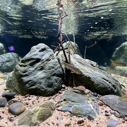 Aquarium Stone Green River Rock 40LB Rocks aquascaping Fish Tank Decor Rocks for Aquariums Fairy Gardens Model Railroads Dioramas Wargaming Mosaic Art（4-10inch / 7PCS）