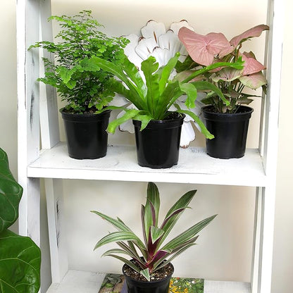 Essential Houseplant Collection (3PK) Live Plants Indoor Plants Live Houseplants in Plant Pots, Easy House Plants Indoors Live, Snake Plant, Pothos in Potting Soil, Clean Air Plants by Plants for Pets