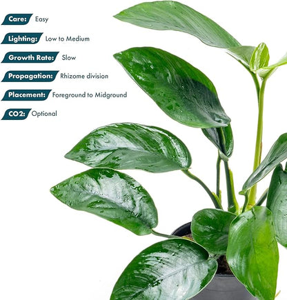 Anubias Live Aquarium Plants - Anubias Nana Tropica (Anubias barteri Nana) - Low Light Epiphytic Rhizome for Foreground to Midground Freshwater Aquascapes, Dark Green Accent - Pot
