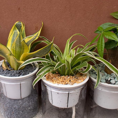 3lb Cactus Pea Gravel Rocks,1/5 Inch Pebbles for Indoor Plants, Natural Succulent Rock and River Rocks Decorative for Aquariums, Vases, Terrarium, Outdoor Gardening, Top Dressing for Potted Plants