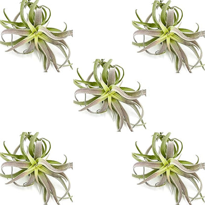 Air Plants - Tillandsia Cacticola, Jumbo 6-9" - 5ct - Live Arrival Guaranteed - House Plants for Home Decor & Gift