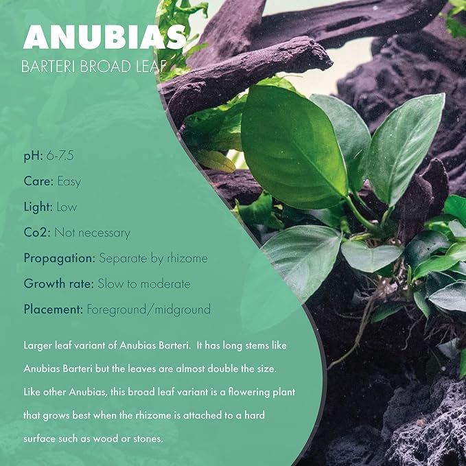 Anubias Live Aquarium Plants - Potted Freshwater Plant for Fish Tanks, Terrariums - Beginner Friendly Low Light (Barteri Broad Leaf, Mother Plant)