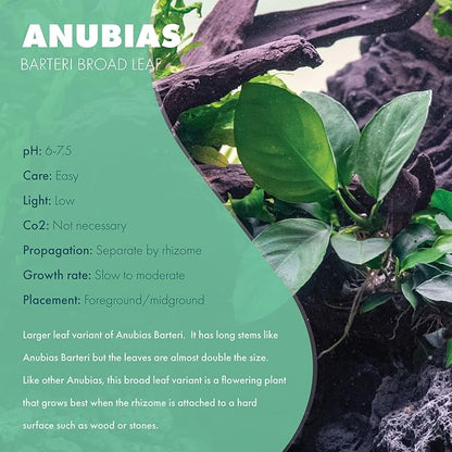 Anubias Live Aquarium Plants - Potted Freshwater Plant for Fish Tanks, Terrariums - Beginner Friendly Low Light (Barteri Broad Leaf, Mother Plant)