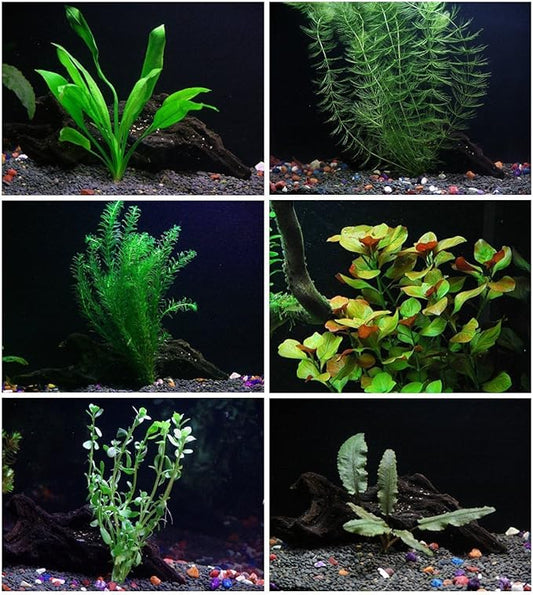 24 Plants Bundle / 6 Species Live Aquarium Plants Package - Microsorum, Amazon Sword, Anubias, Moneywort, Hornwort, etc. (100+ Gallon Aquariums)