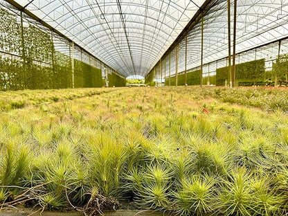 Air Plants - Tillandsia Funckiana, Large 5" - 1ct - Live Arrival Guaranteed - House Plants for Home Decor & Gift