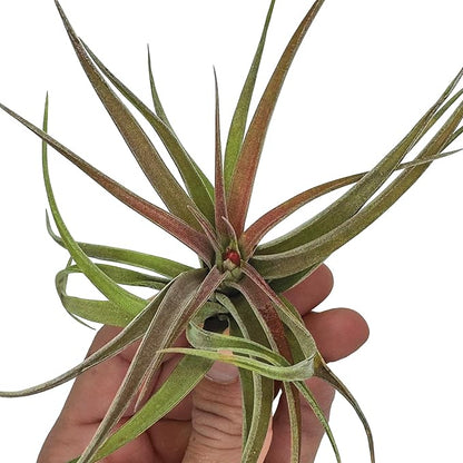 Air Plants - Tillandsia Brachycaulos Abdita, Large 4-6" - 2 ct - Live Arrival Guaranteed - House Plants for Home Decor & Gift