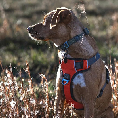 Embark Adventure Dog Harness, Reflective Trim No Pull Dog Harnesses for Small Sized Dogs - Military Grade Nylon, Front Clip with Gel Lined Handle.