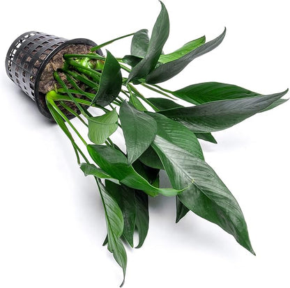 Anubias Live Aquarium Plants - Potted Freshwater Plant for Fish Tanks, Terrariums - Beginner Friendly Low Light (Lanceolata, Mother Plant)