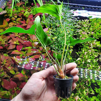 Anubias Live Aquarium Plants - Potted Freshwater Plant for Fish Tanks, Terrariums - Beginner Friendly Low Light (Hastifolia, 1 Pot)