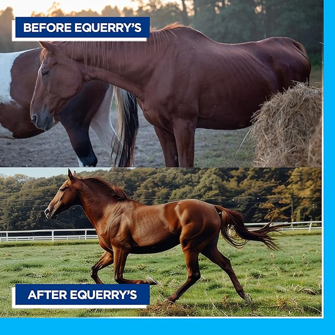 Equerry's Large Animal Probiotic | Supplements for Gut Health and Nutrient Absorption | Probiotics and Digestive enzymes for Horses, Cows, Goats, Sheep, Pigs, 160 Feedings (20lbs) for 1000 lb Animal