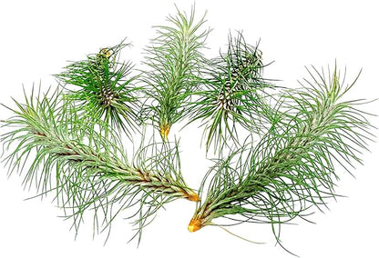 Air Plants - Colombian Tillandsia Funckiana, Large 5" - 5ct - Live Arrival Guaranteed - House Plants for Home Decor & Gift