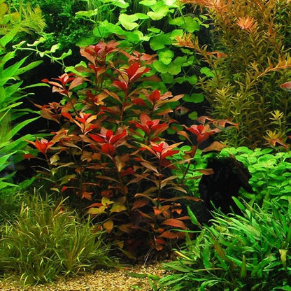 24 Plants Bundle / 6 Species Live Aquarium Plants Package - Microsorum, Amazon Sword, Anubias, Moneywort, Hornwort, etc. (100+ Gallon Aquariums)
