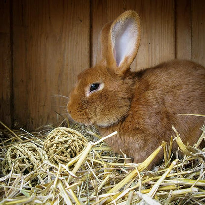 10 Pcs Small Animals Play Balls Rolling Activity Chew Toys Gnawing Treats for Rabbits Guinea Pigs Chinchilla Bunny Natural Balls, Pet Cage Entertainment Accessories(10Pcs)