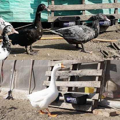 Goovilla Chicken Feeder Waterer, Hanging or Screw-in Fence Feeders with Clips, 2 Pack 5 Quart Goat Feeding Supplies, Duck Piglet Sheeple Coop Dog Livestock Poultry Plastic Feeder Trough Bucket, Black