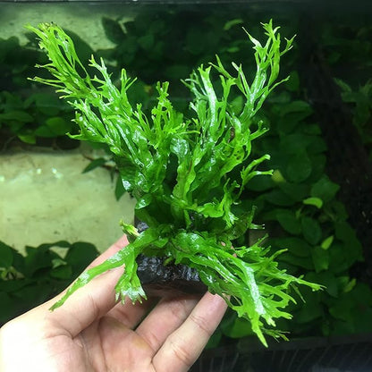 Anubias, Java Fern, Moss and more! Freshwater Live Aquarium Plants on Driftwood for Aquatic Tropical Fish Tank Decorations - Easy for Beginner by Greenpro (Java Fern Windelov)