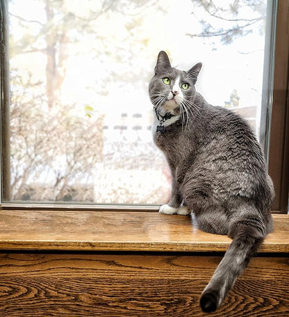 Fresh Digest Daily Digestive Aid and Immune Support for Cats