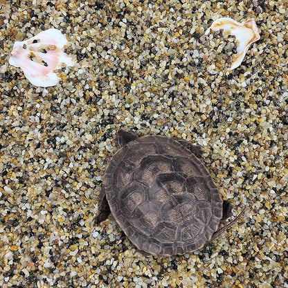 2 lbs Aquarium Sand. 1/16 Inch Coarse Pea Gravel for Fish Tank Substrate, Terrariums, Vase, Plant, Soil Cover and Outdoor Landscaping Small River Stones