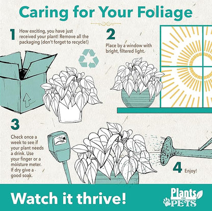 Essential Houseplant Collection (3PK) Live Plants Indoor Plants Live Houseplants in Plant Pots, Easy House Plants Indoors Live, Snake Plant, Pothos in Potting Soil, Clean Air Plants by Plants for Pets