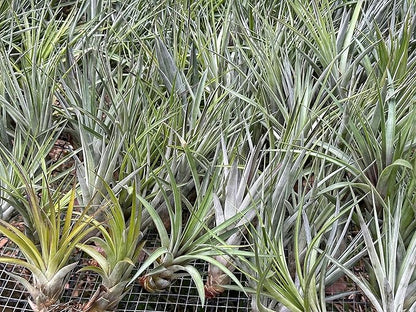 Air Plants - Tillandsia Fasciculata Tricolor, Large 4-6" - 3ct - Live Arrival Guaranteed - House Plants for Home Decor & Gift