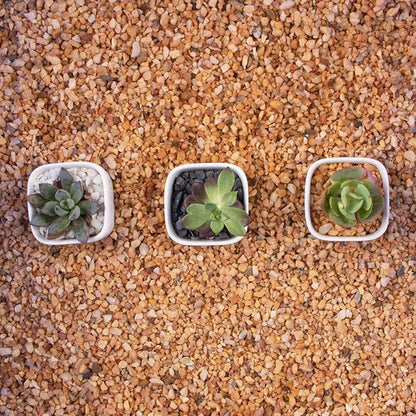 3lb Cactus Pea Gravel Rocks,1/5 Inch Pebbles for Indoor Plants, Natural Succulent Rock and River Rocks Decorative for Aquariums, Vases, Terrarium, Outdoor Gardening, Top Dressing for Potted Plants