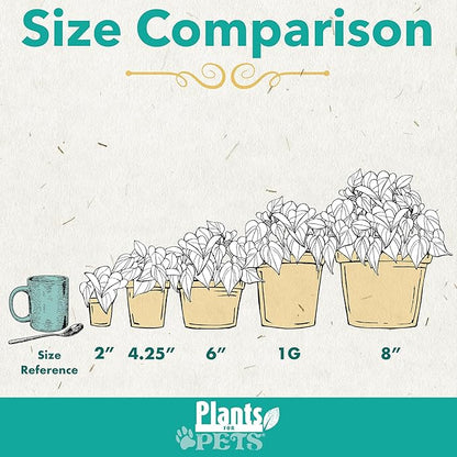 Essential Houseplant Collection (4PK) Live Plants Indoor Plants Live Houseplants in Plant Pots, Easy House Plants Indoors Live, Snake Plant, Pothos in Potting Soil, Clean Air Plants by Plants for Pets