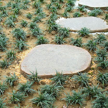 3lb Cactus Pea Gravel Rocks,1/5 Inch Pebbles for Indoor Plants, Natural Succulent Rock and River Rocks Decorative for Aquariums, Vases, Terrarium, Outdoor Gardening, Top Dressing for Potted Plants