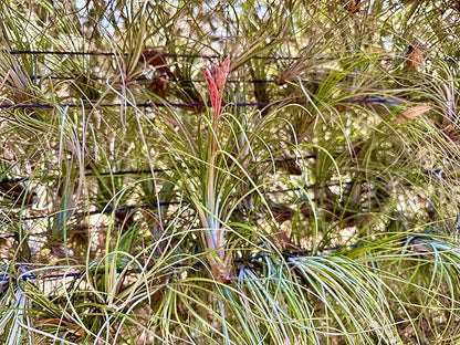 Air Plants - Tillandsia Juncea, Jumbo 8-12" - 5ct - Live Arrival Guaranteed - House Plants for Home Decor & Gift