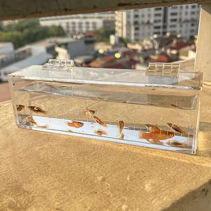 Fish Viewing Box Container with Lid and Scale, Acrylic Portable Fishing Mini Aquarium, Small Fish Breeder Hatching Boxes, Safe Tank Case for Breeding Egg Photo Isolation Outdoor Indoor