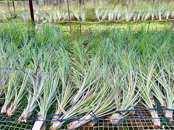 Air Plants - Tillandsia Juncea, Jumbo 8-12" - 5ct - Live Arrival Guaranteed - House Plants for Home Decor & Gift