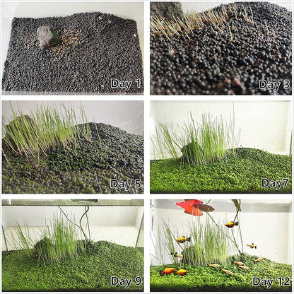 4 Pack Aquarium Plant S.e.e.ds, no Artificial Plastic Plant, Fish Tank Live Grass for All Substrate (0.36ozTiny+0.36oz Long+0.36oz Short+0.36oz Big Dual) ZQV-005
